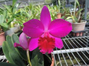 Cattleya Love Castle