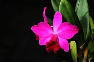 Cattleya Love Castle