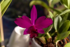 Cattleya Love Castle