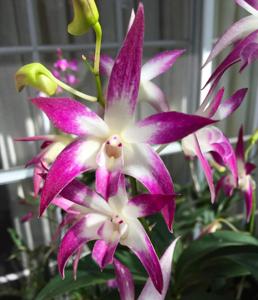 Dendrobium Sarah Jane