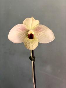 Paphiopedilum Memoria Larry Heuer