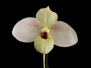 Paphiopedilum Memoria Larry Heuer