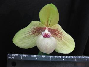 Paphiopedilum Memoria Larry Heuer