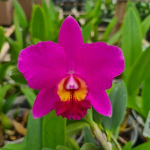 Cattleya Mahalo Jack