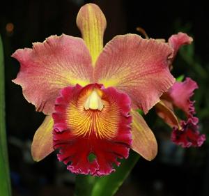 Rhyncholaeliocattleya Susan Fender