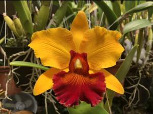 Rhyncholaeliocattleya Susan Fender