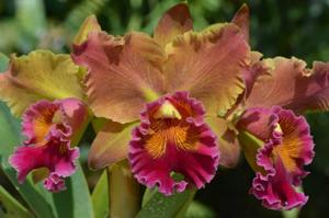 Rhyncholaeliocattleya Susan Fender