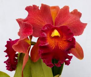 Rhyncholaeliocattleya Susan Fender