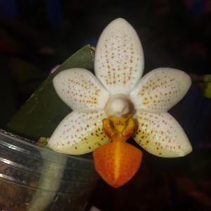 Phalaenopsis Mini Mark