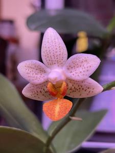Phalaenopsis Mini Mark