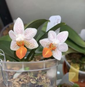 Phalaenopsis Mini Mark