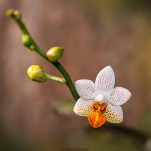 Phalaenopsis Mini Mark