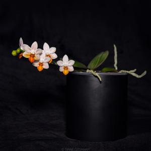 Phalaenopsis Mini Mark