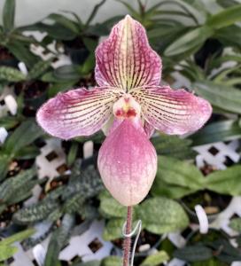 Paphiopedilum Tanja Pinkepank