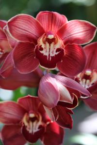 Cymbidium James Toya