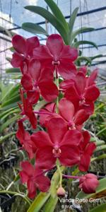 Vanda Rose Gem