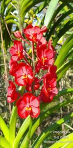 Vanda Viraphandhu