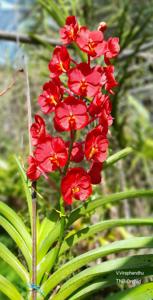 Vanda Viraphandhu