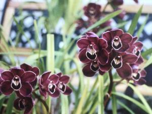 Cymbidium Red Valley