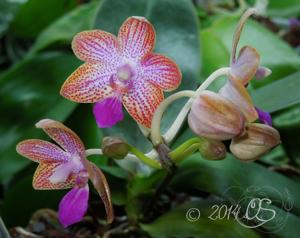 Phalaenopsis Struber Rose