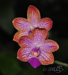 Phalaenopsis Struber Rose