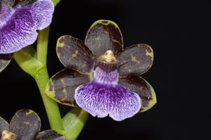 Zygopetalum Mishima Goddess