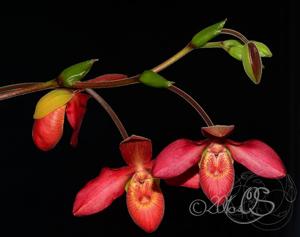 Phragmipedium Memoria Dick Clements