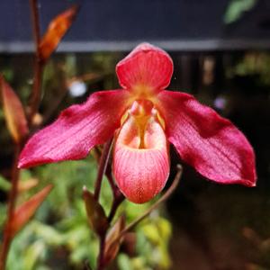 Phragmipedium Memoria Dick Clements