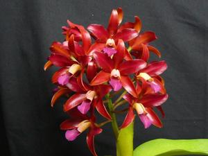 Cattlianthe Towering Inferno