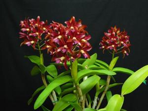 Cattlianthe Towering Inferno