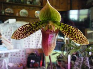 Paphiopedilum Duguesclin