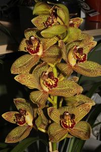 Cymbidium Disney Girl