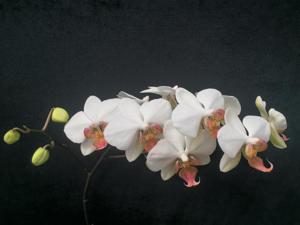 Phalaenopsis Bradley's Lily Mae