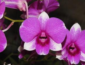 Dendrobium Siriratana