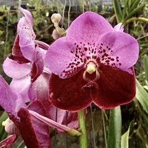 Vanda Pimchai Beauty