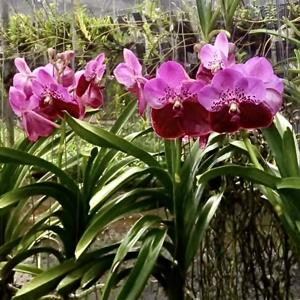 Vanda Pimchai Beauty