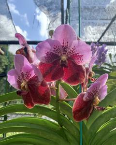 Vanda Pimchai Beauty