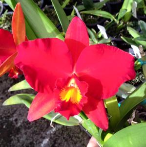 Cattleya Agent Orange