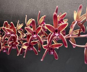 Cymbidium Brown Beauty