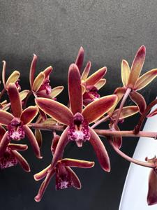 Cymbidium Brown Beauty