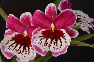 Miltoniopsis Pearl Ono