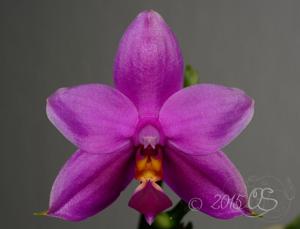 Phalaenopsis Shingher Pure Love