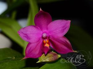 Phalaenopsis Shingher Pure Love