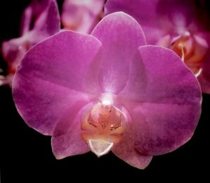 <i>Phalaenopsis</i> Barbara Bush