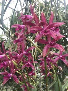 Brassocattleya Ancile Gloudon