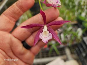 Brassocattleya Ancile Gloudon