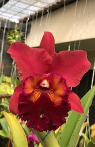 Rhyncholaeliocattleya Carolina Splendor