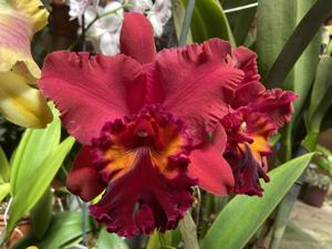 Rhyncholaeliocattleya Carolina Splendor