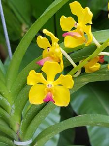 Vandachostylis Charles Marden Fitch