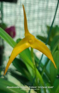 Masdevallia Golden Trident